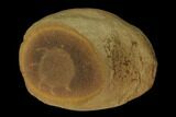 Fossil Jellyfish (Octomedusa) In Ironstone Nodule - Illinois #120918-3